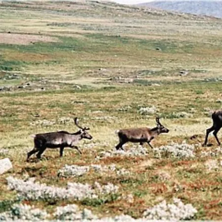 Sulseter Fjellstugu Vinstra