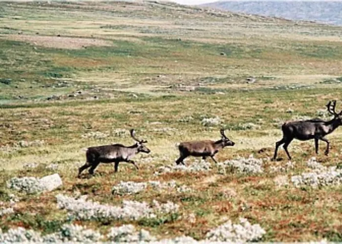 Sulseter Fjellstugu 빈스트라