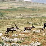 Sulseter Fjellstugu Vinstra